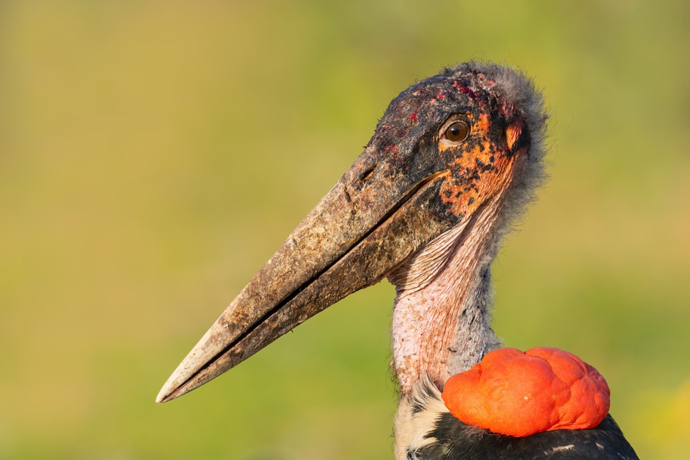 Ugly Marabou Stork looking back to the camera