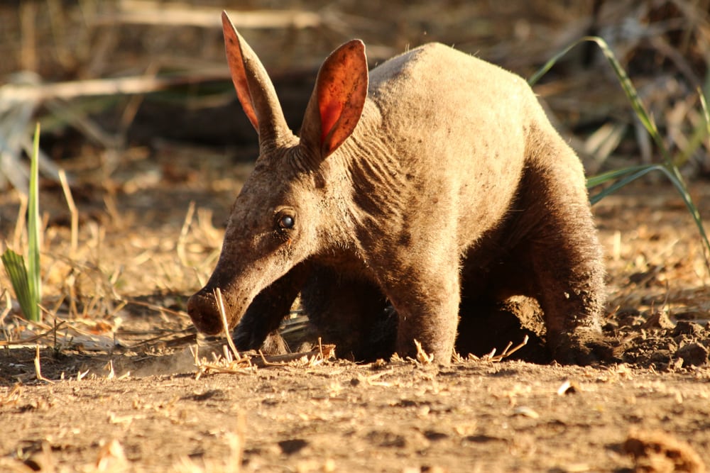 Ugly Aardvark walking on the field