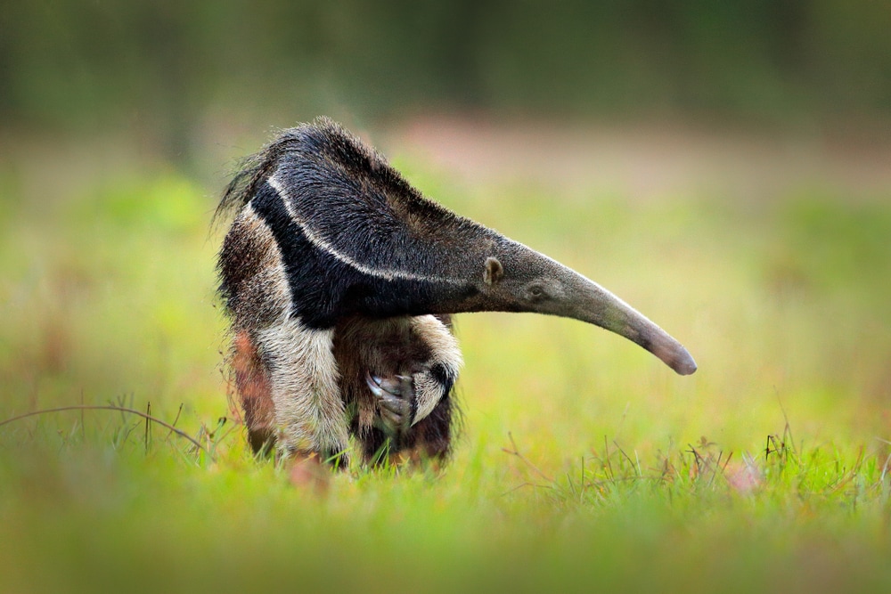 Ugly Giant Anteater walking on green grass