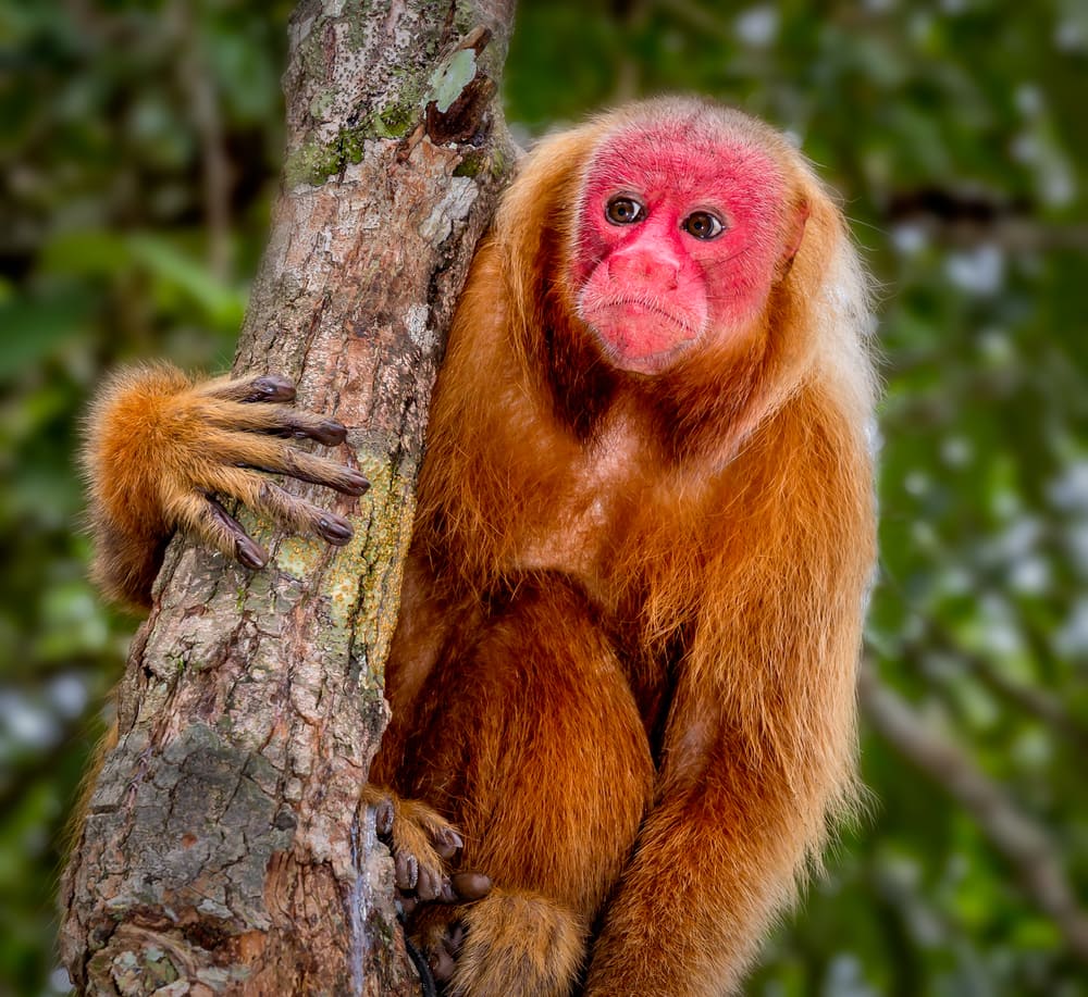Ugly Bald Uakari hugging a tree