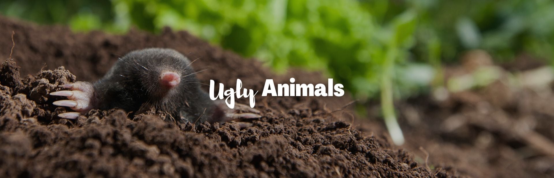 Ugly animals featured image