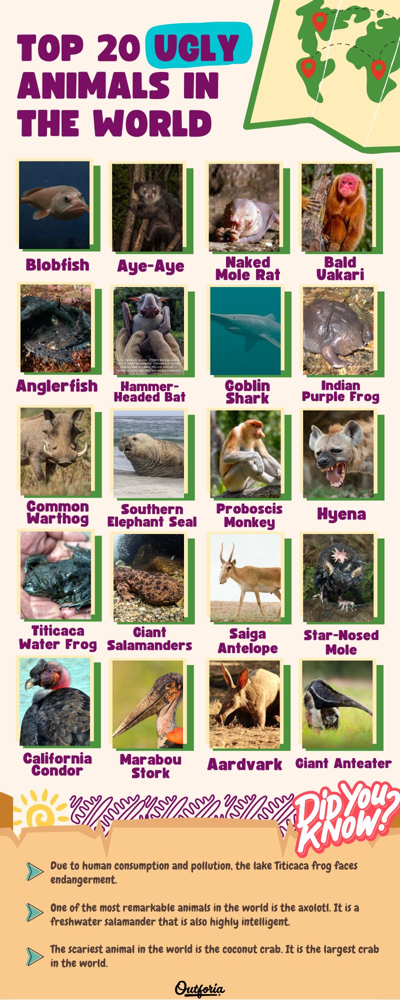 Chart of the different ugly animals in the world complete with facts, pictures, and more