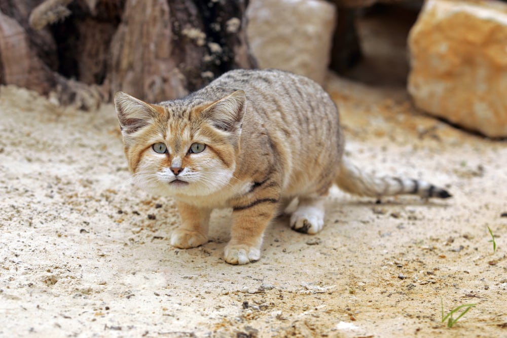 image of a sand cat crouching on the ground
