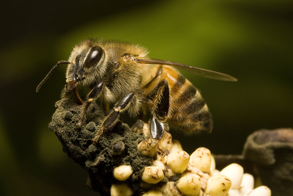 image of a Africanized bee in a anthurium
