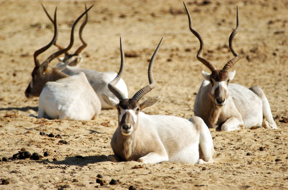 a herd of addax antelope resting in a desert
