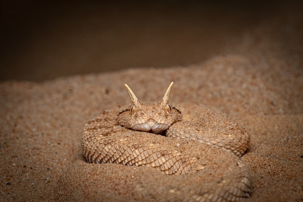 image of a desert horned viper coiled on a sand