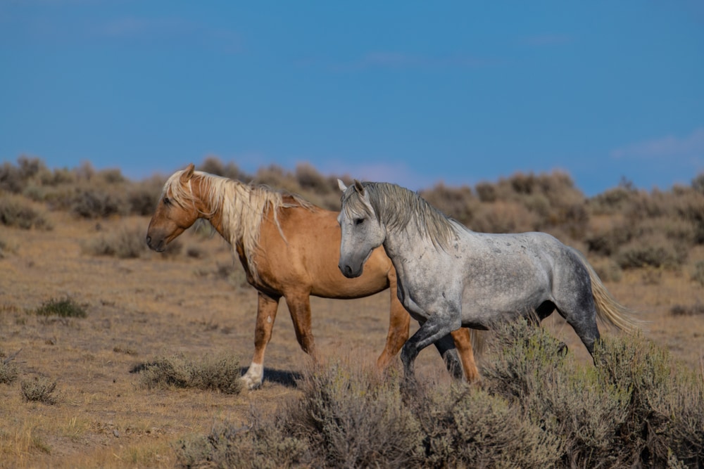 two feral mustangs in desert