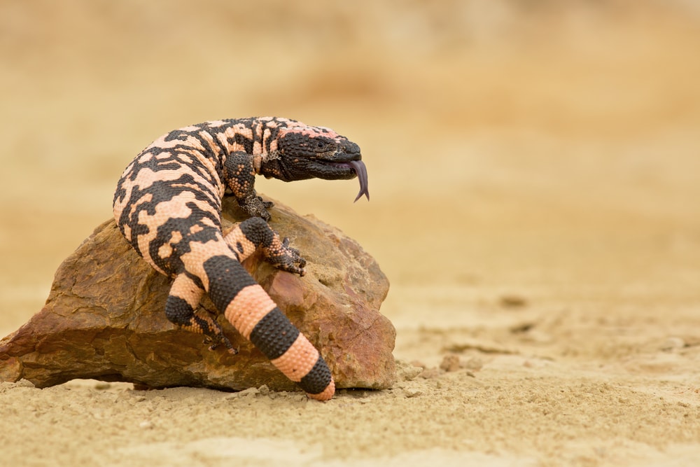 image of a Gila monster on top of a rock ina desert 