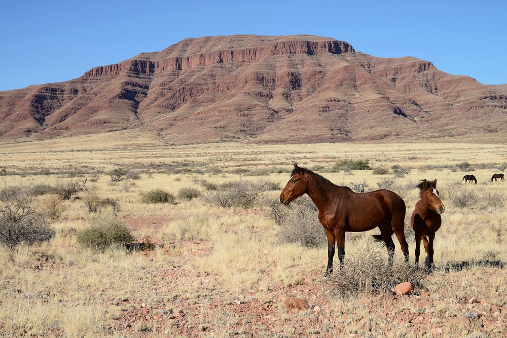 image of a wild Namibian Horse in a desert