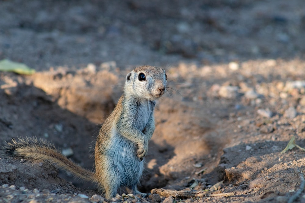 image of round tail ground squirrel in Sonoran desert