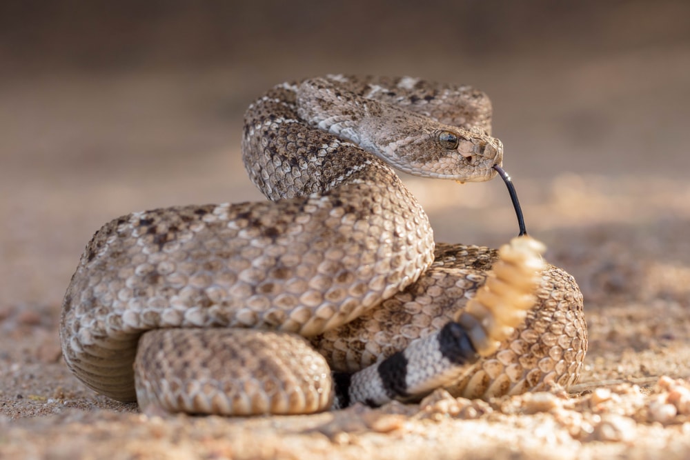 image of a western diamondback rattlesnake in a desert