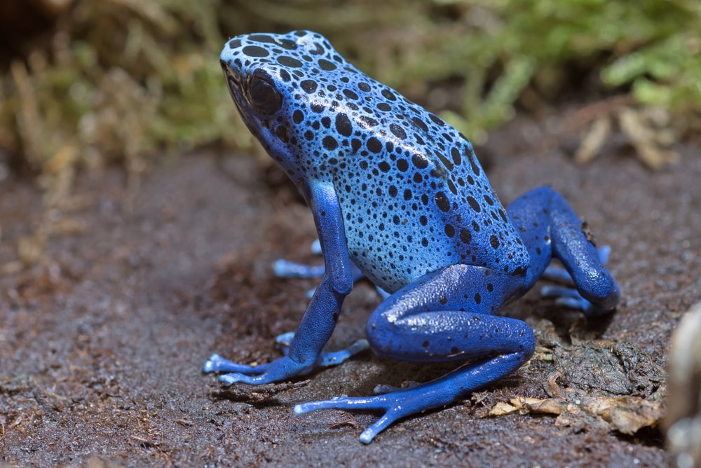 Blue frog with black spots sitting on a soil