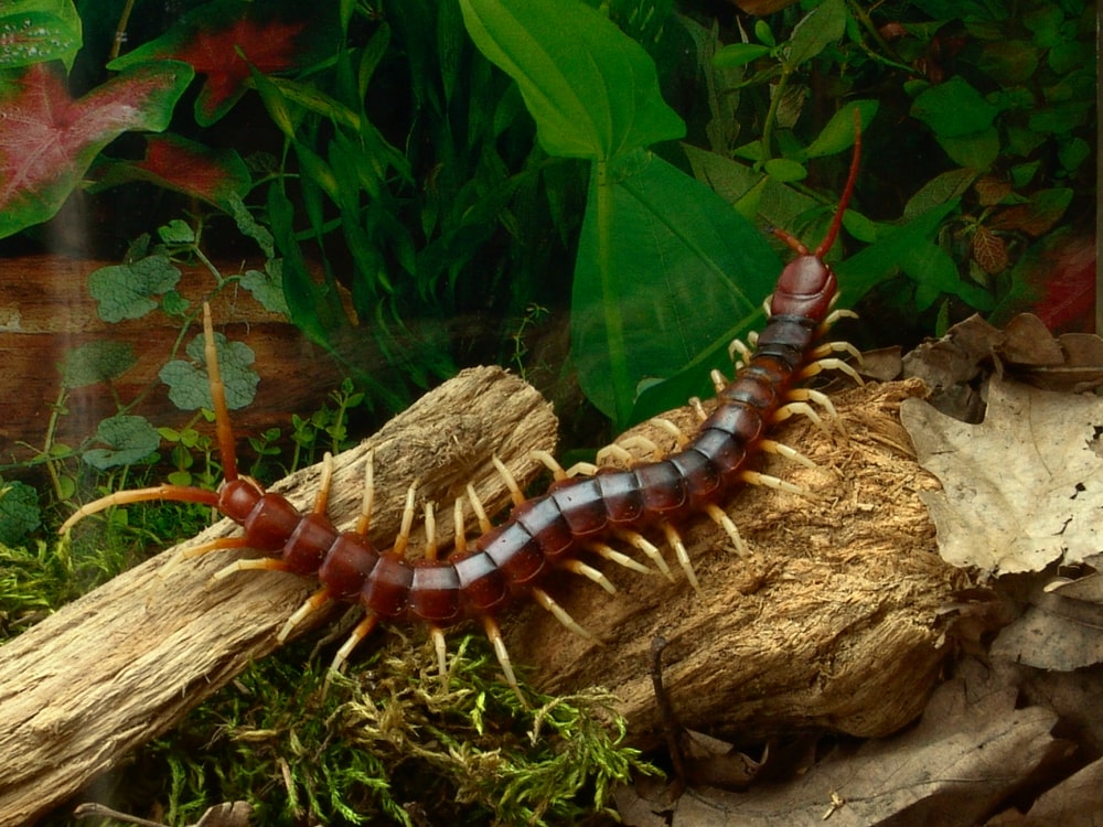 Centipede walking on woods