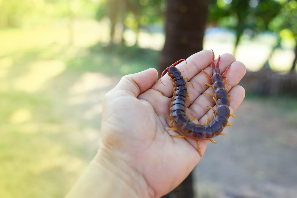 Centipede held on a bare hand