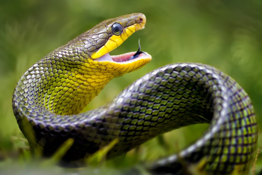 close up of a snake with mouth opened