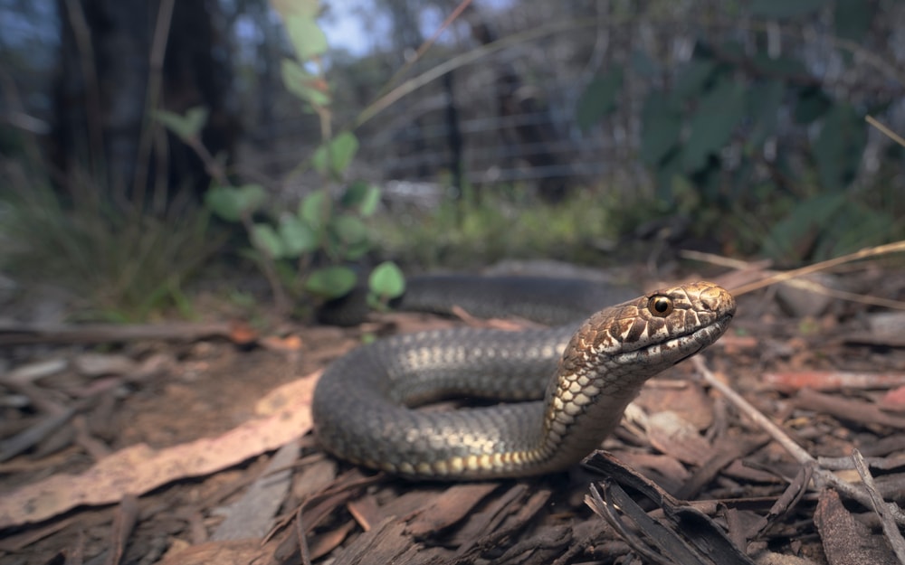 image of a highlands copperhead snake slithering on the ground