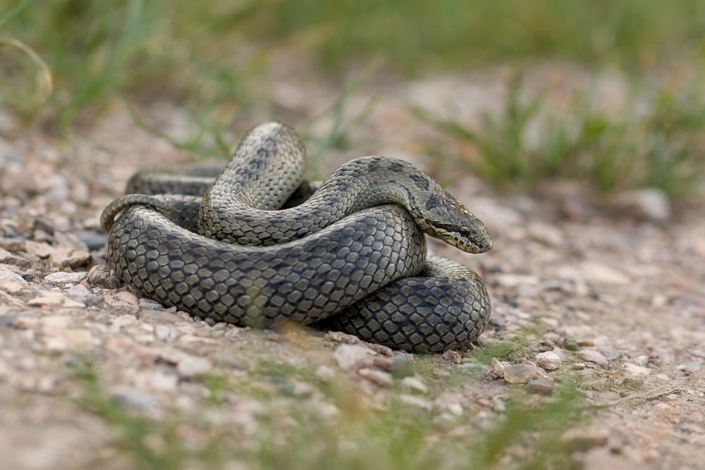 image of a pregnant smooth snake