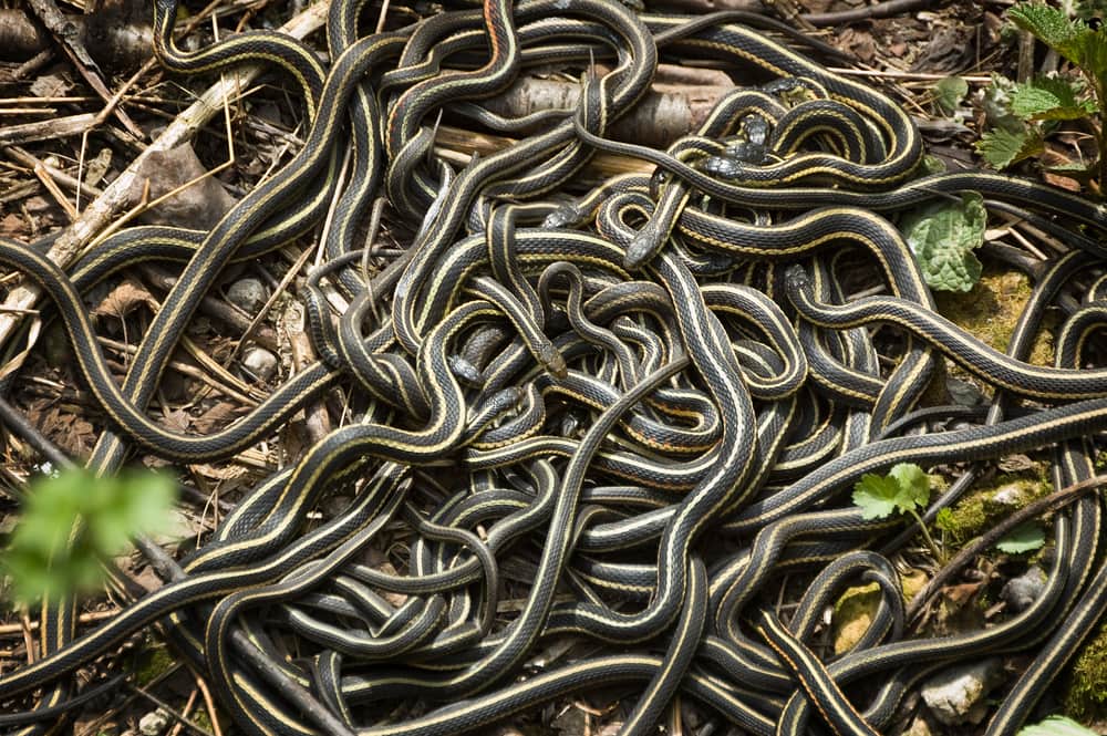 large numbers of male red-sided garter snakes gather around one female.