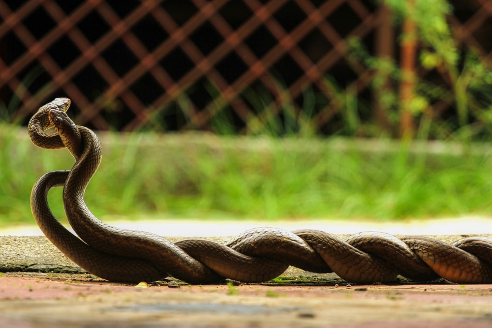image of two snakes intertwined while mating