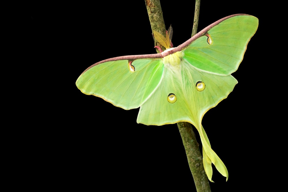 Moth staying on a bark of tree on black background