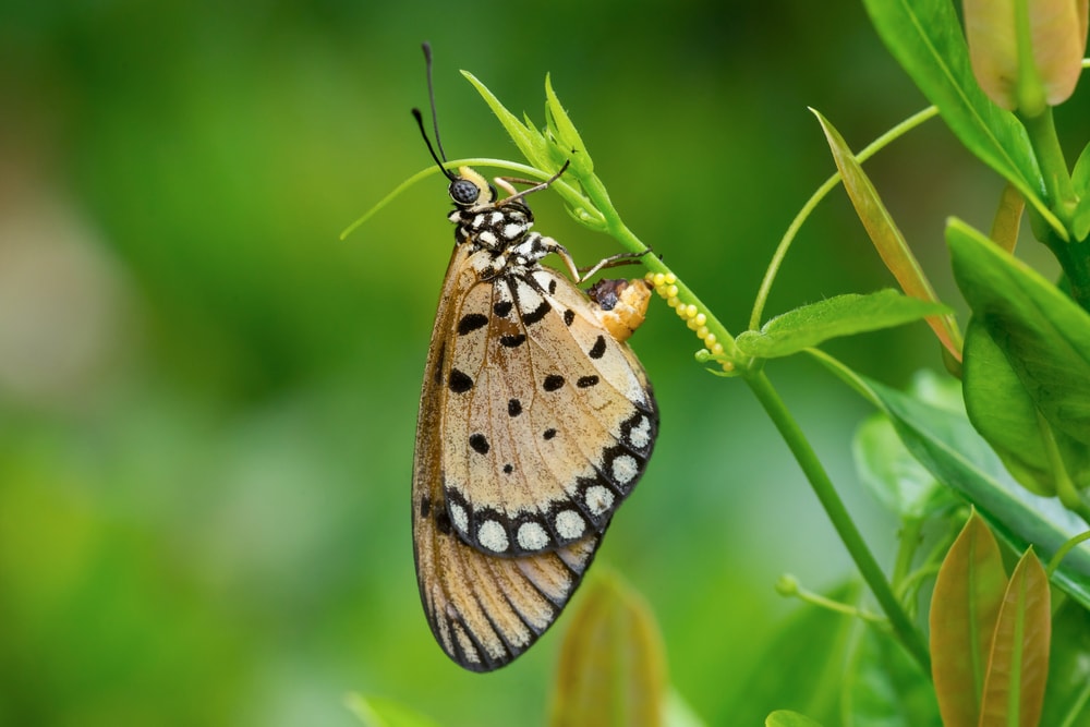 Butterfly sniffing on a plant