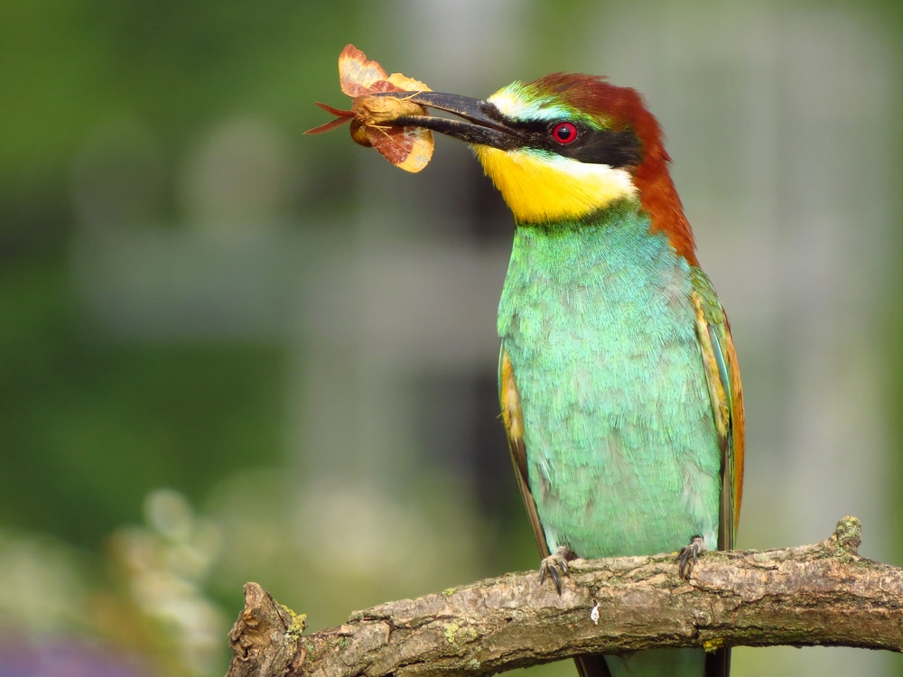 Bird eating moth on a tree