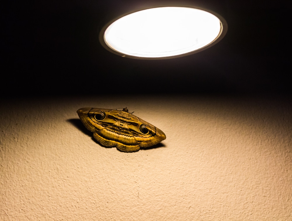 Moth under the light of a lampshade