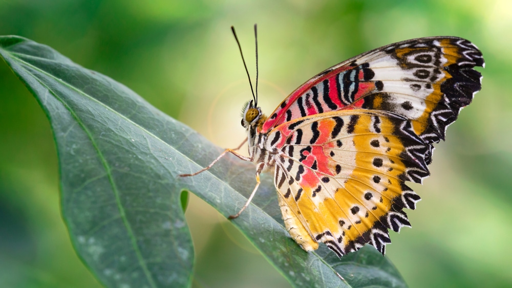 Butterfly landing on a leaf