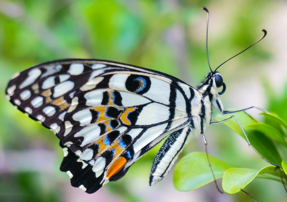 Butterfly walking on a leaf