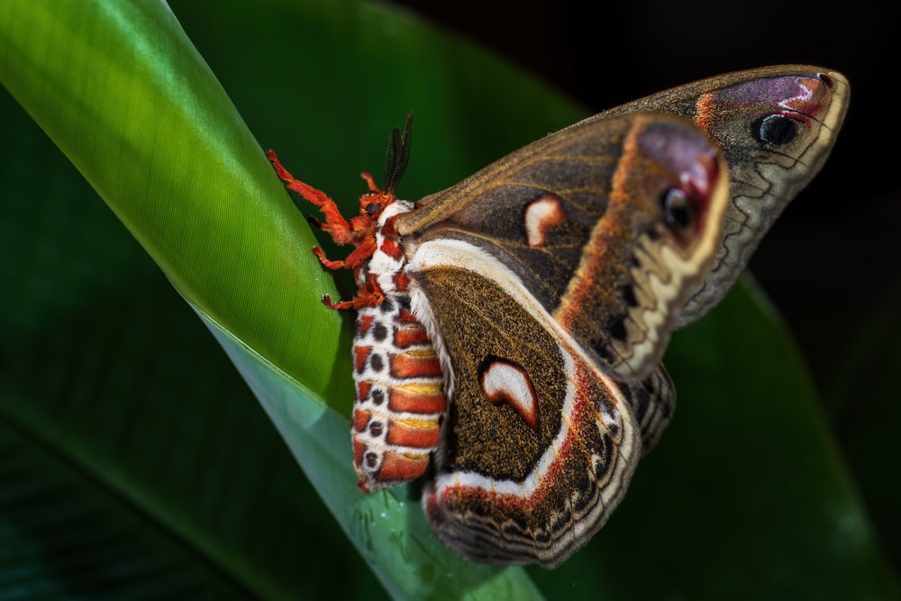 Moth on a circular shaped green leaf