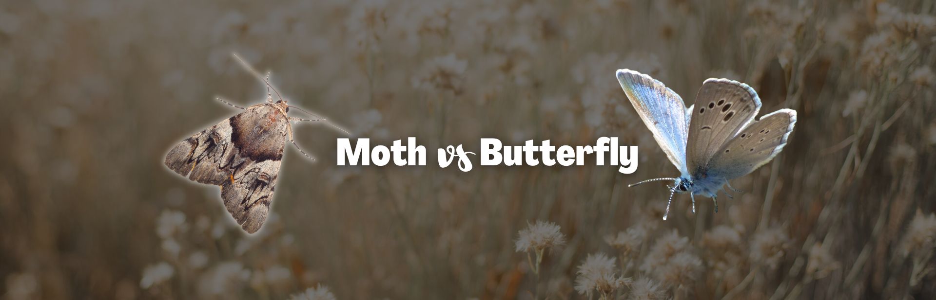 Moth vs butterfly featured image