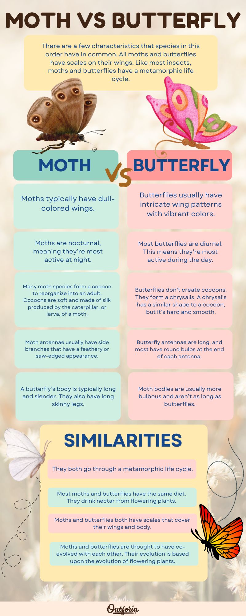 Chart of the differences between moth and butterfly complete with facts