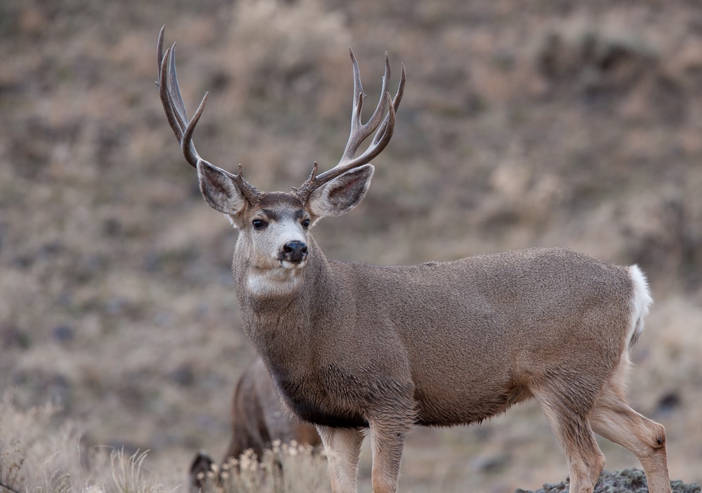 image of a mule deer in desert