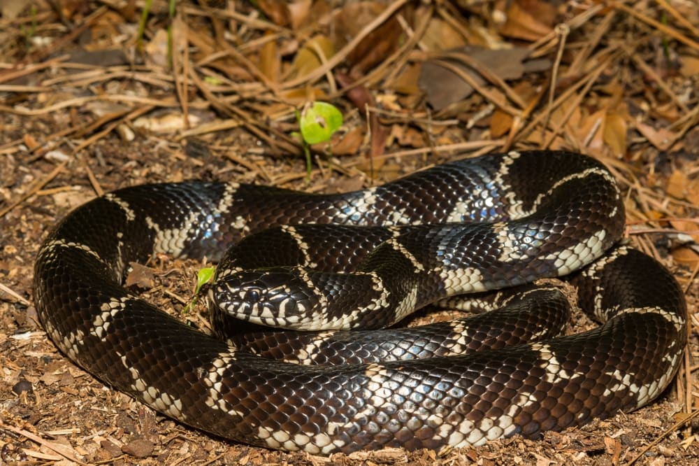 image of a common kingsnake or also known as eastern kingsnake