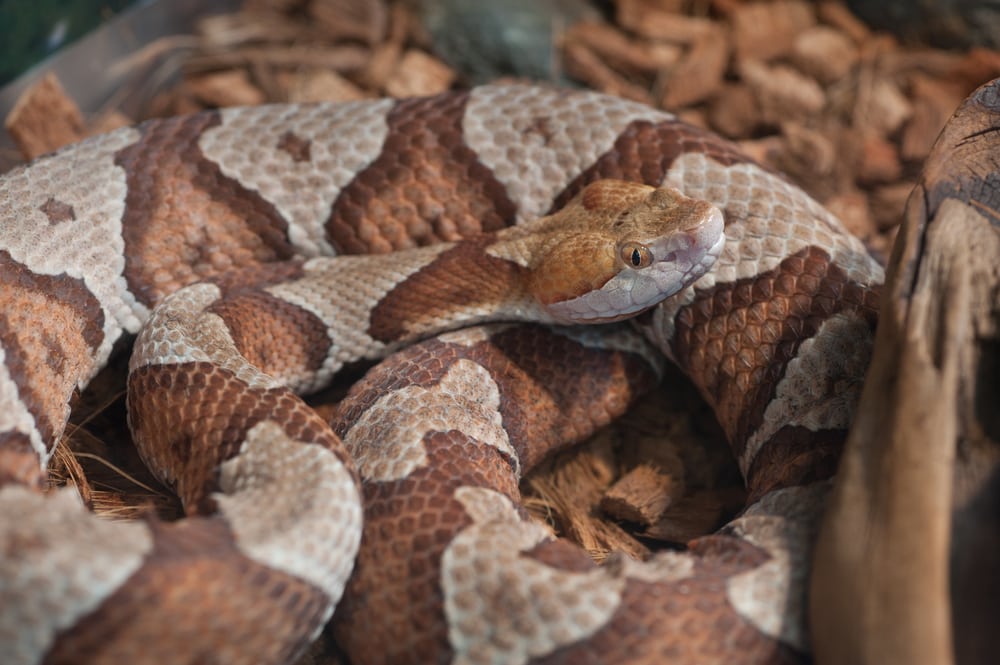 close up image of a coiled copperhead snake