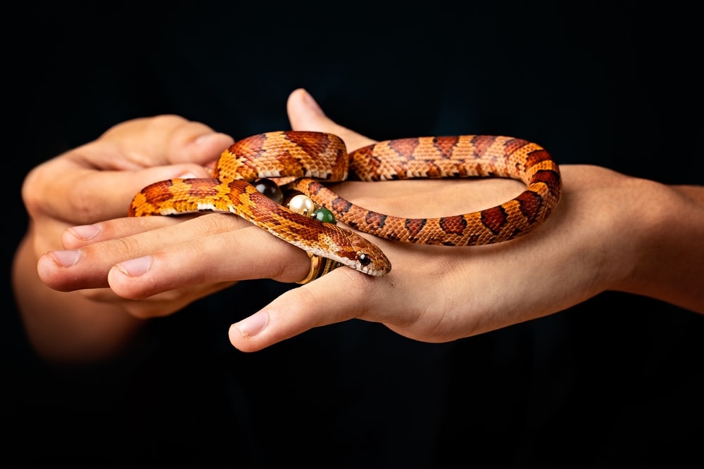 a man holding a corn snake 