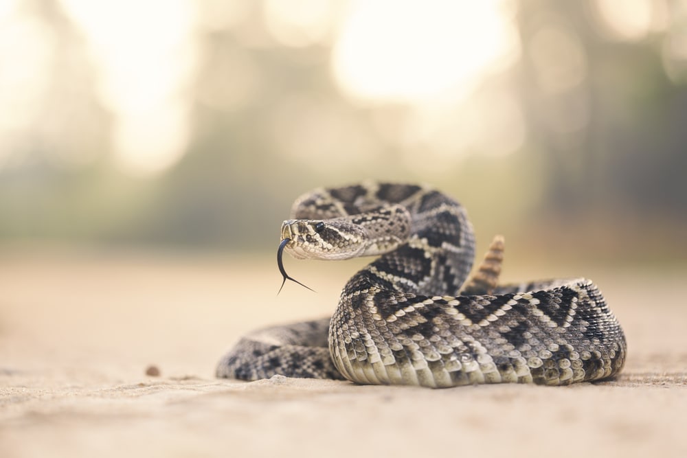 image of a eastern diamondback rattlesnake flicking its tongue