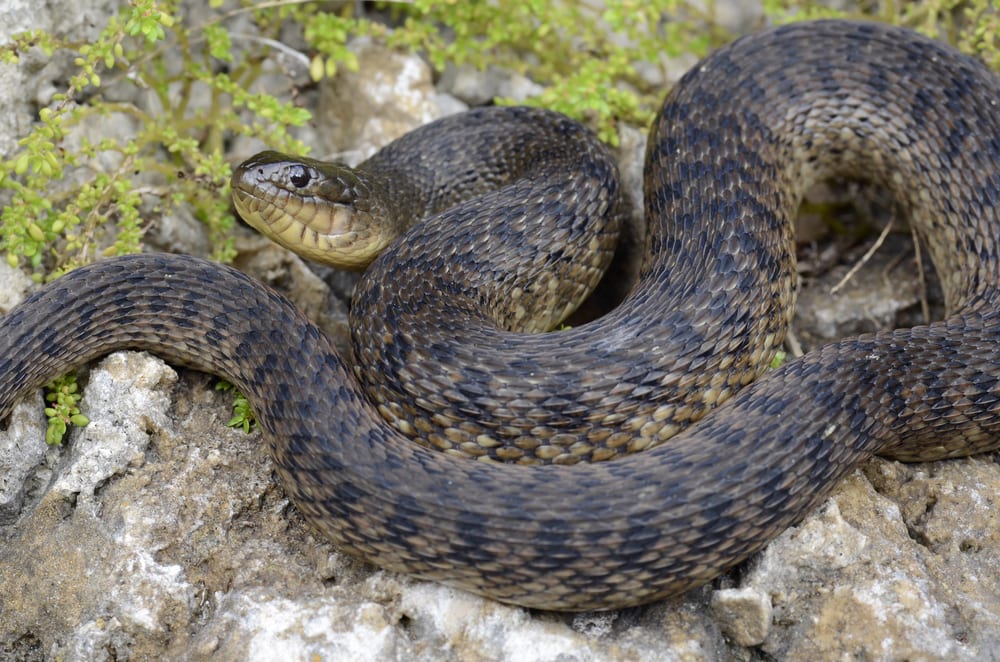 image of a Florida green watersnake (Nerodia floridana)