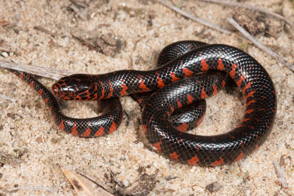 image of mud snake showing its red underbelly