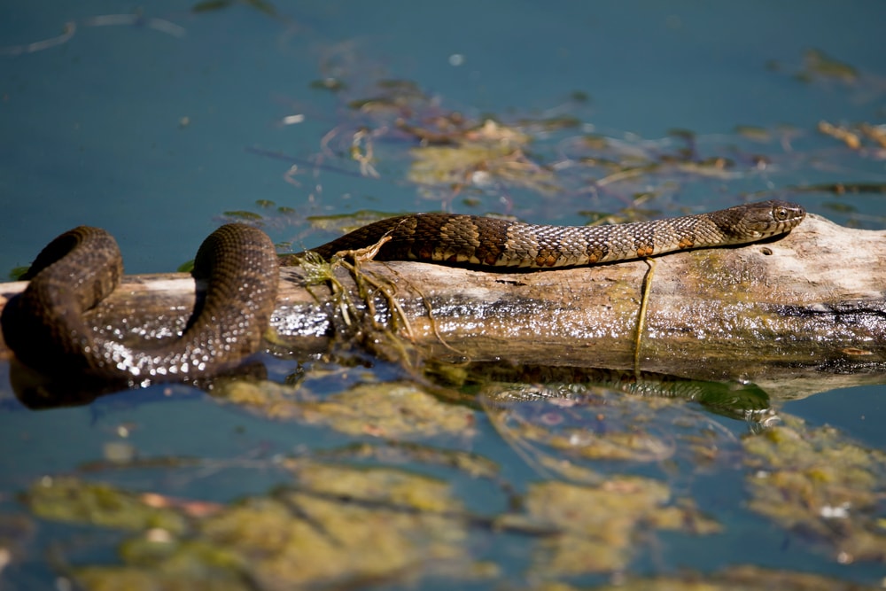 image of a northern watersnake basking on a log