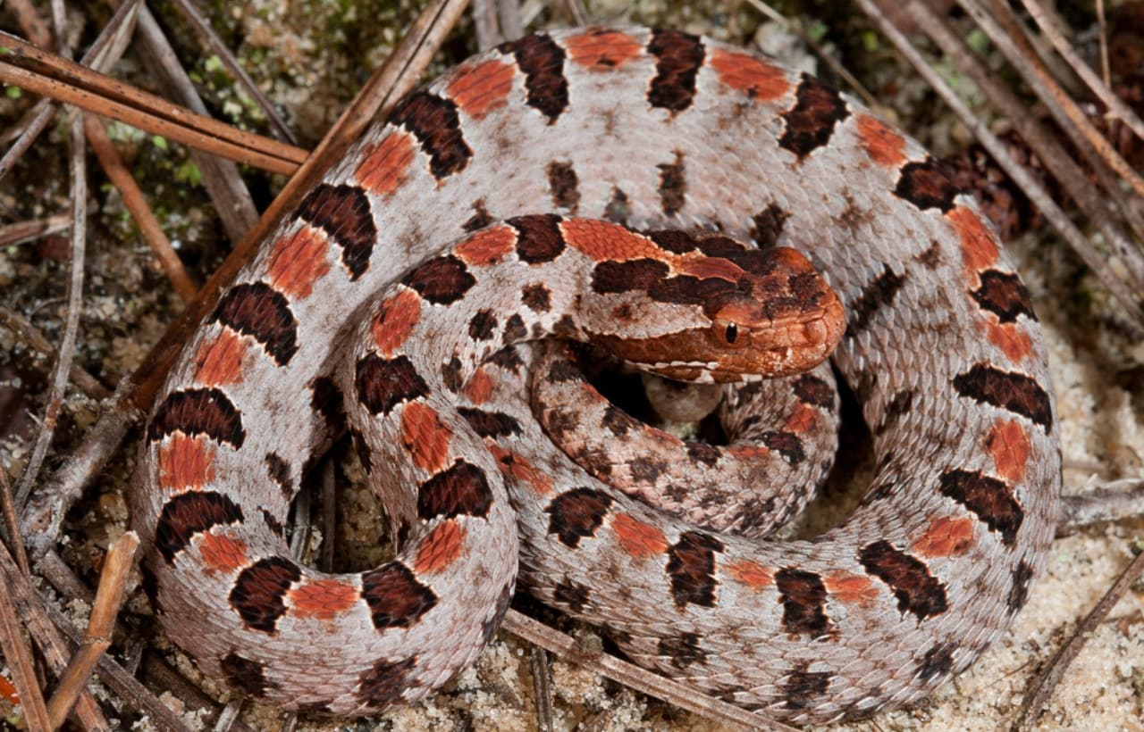 close up image of a gray phase pigmy rattlesnake coiled