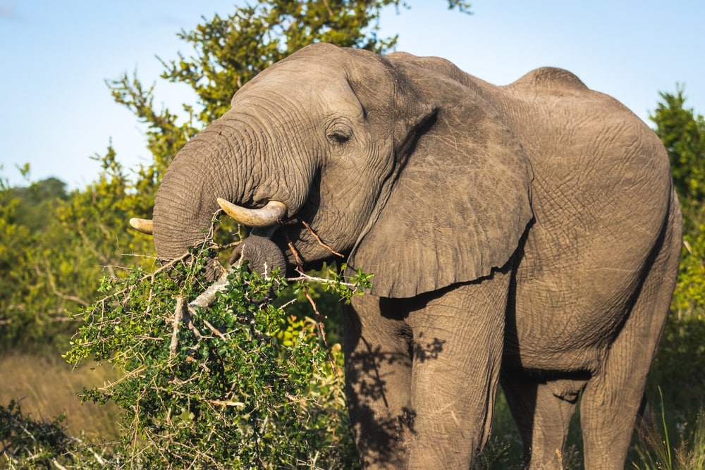 an elephant eating roots of marula tree