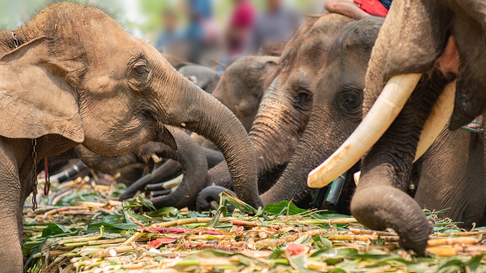 Asian elephants eating buffet of fruits during Thai National Elephant day