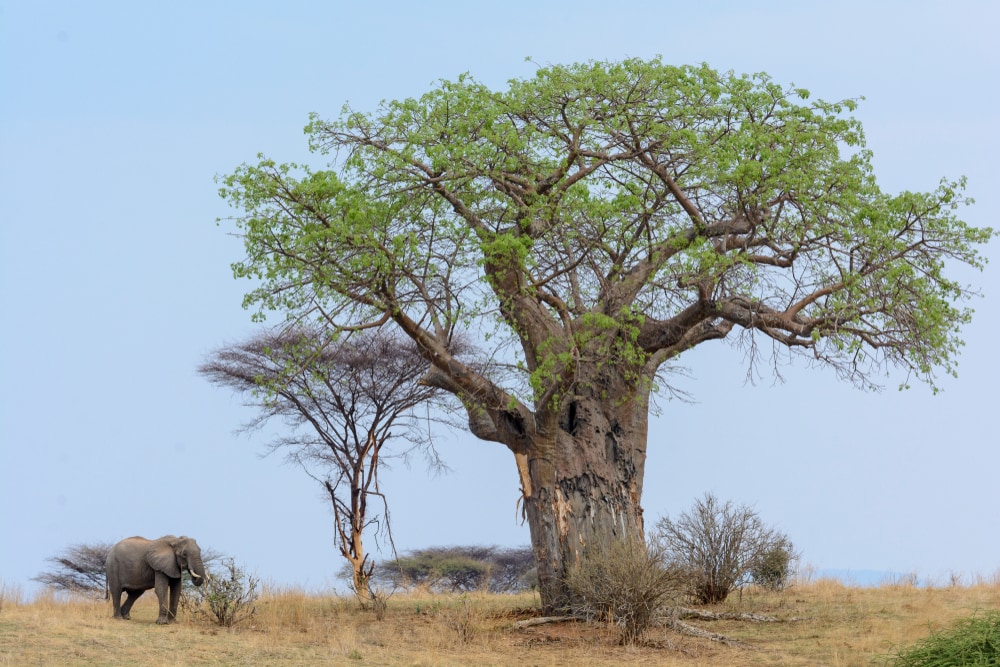 an elephant standing near a Baobab tree