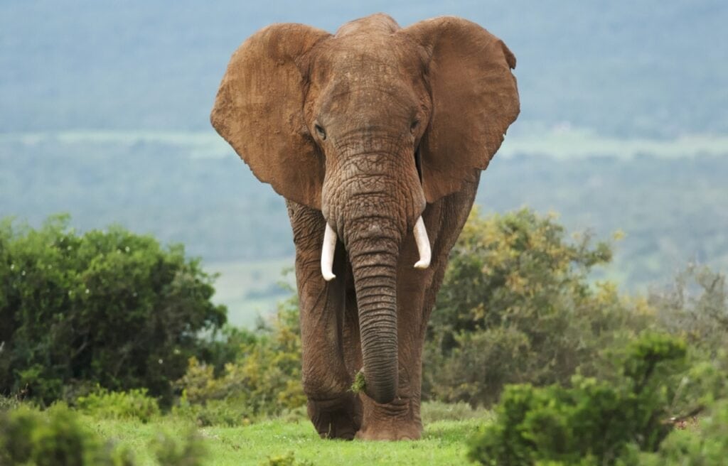 image of an African bull elephant walking on grassfield