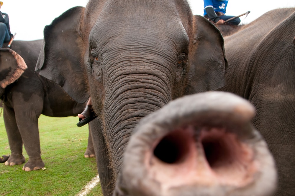 image of a baby elephant reaching its trunk to the camera