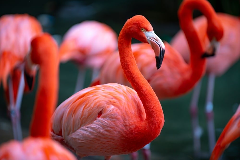 Flamingo in the middle of flamboyance