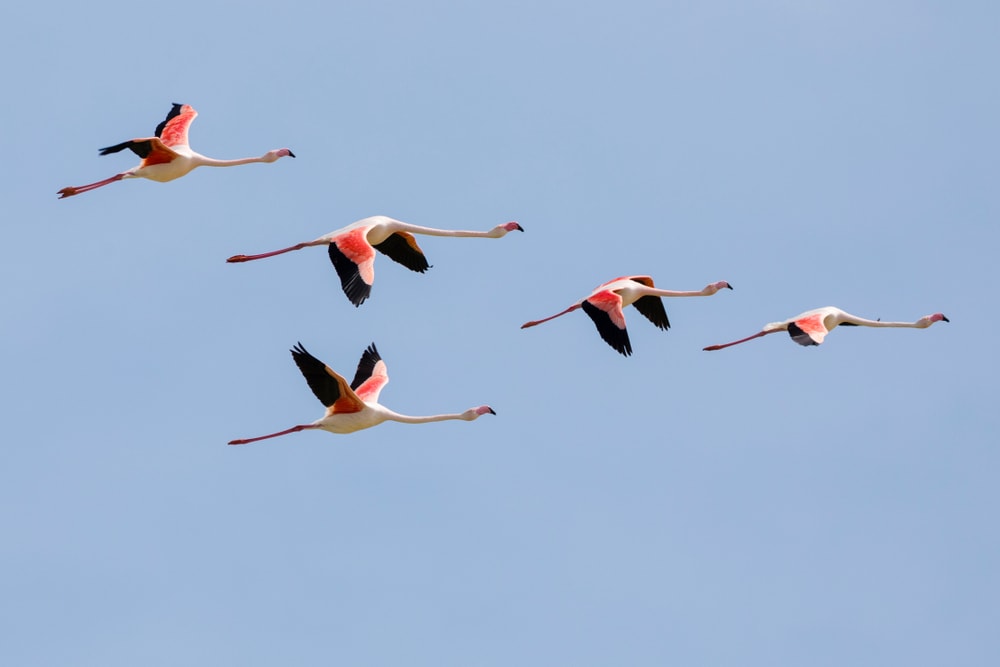 Five flamingo flying together in a blue sky