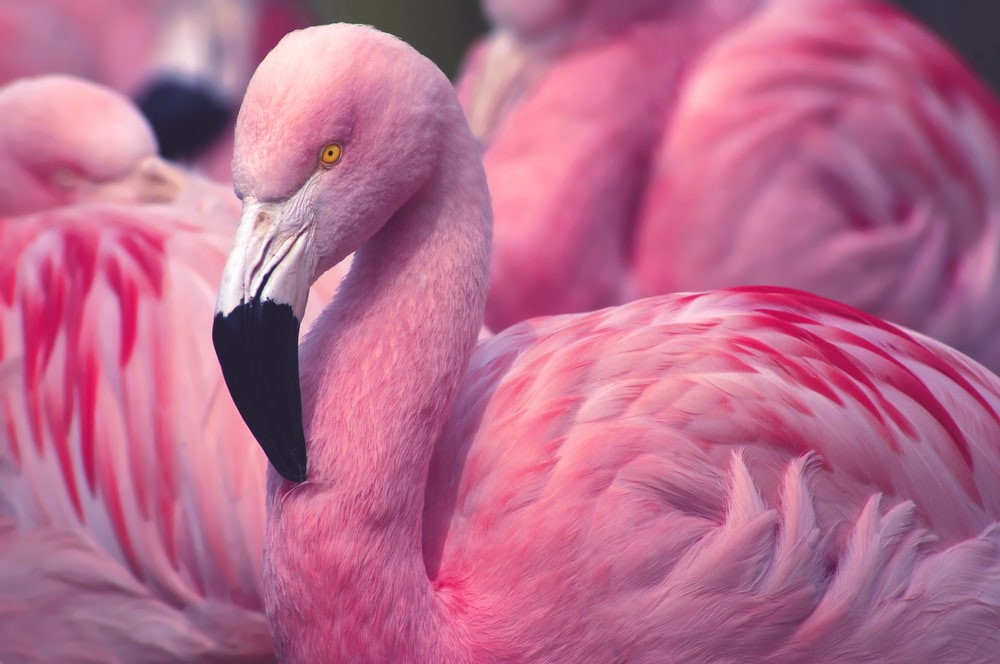 Close up shot of pink flamingo