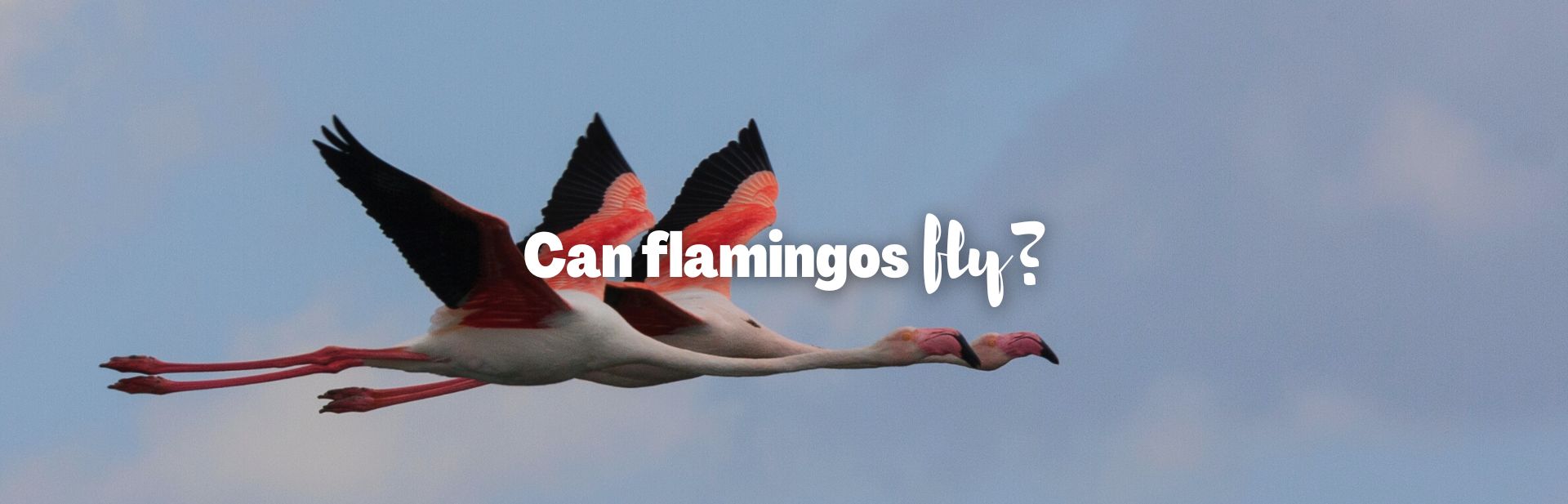 Can flamingos fly featured image
